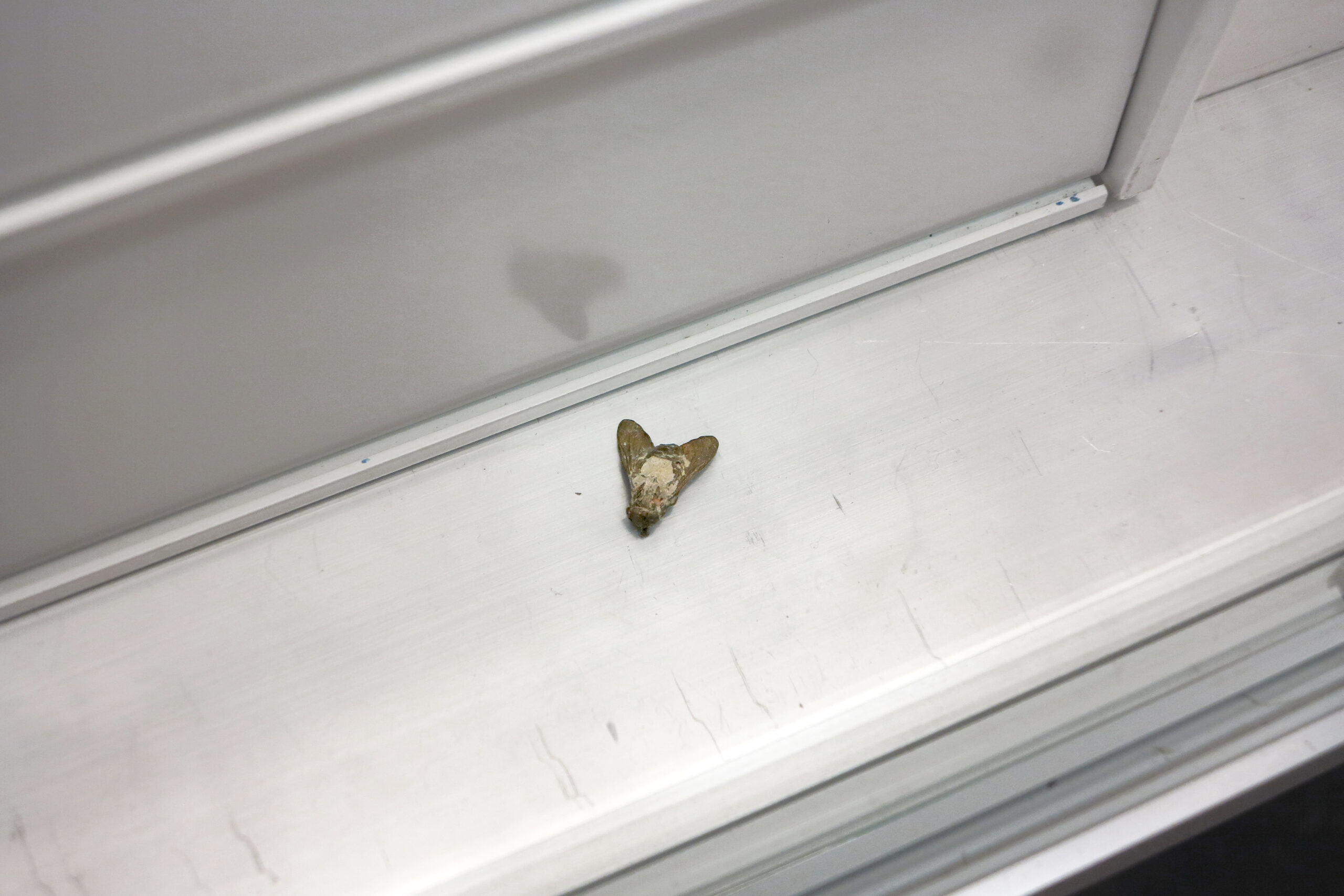 Marta Margnetti; Dü Tafan