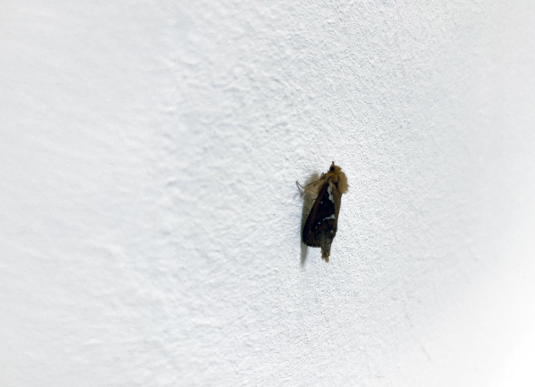 Insekten